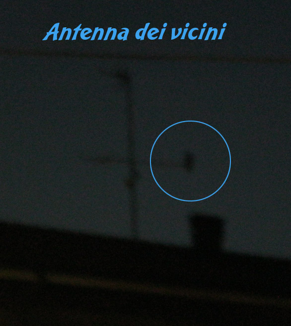 coppia di rapaci notturni